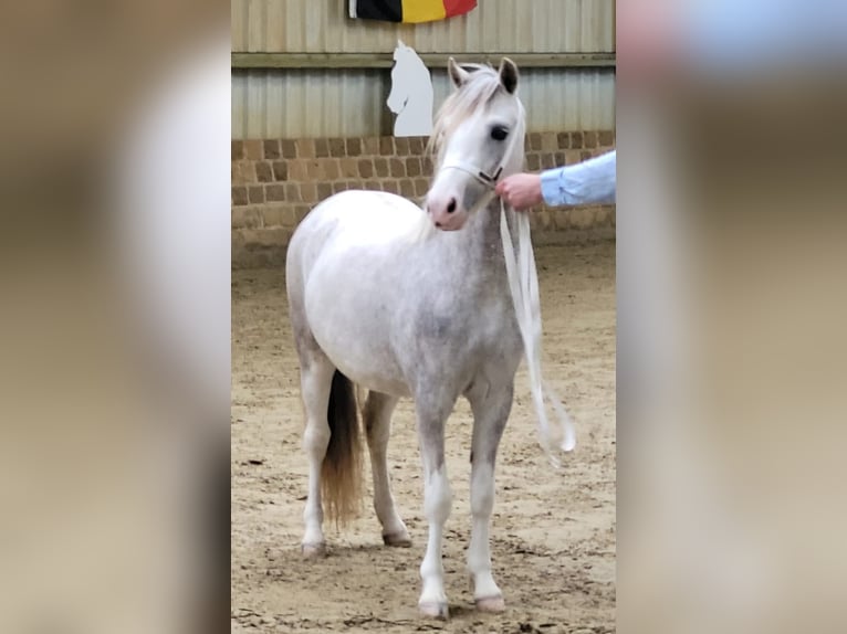 Welsh-A Stute 4 Jahre 118 cm Schimmel in GROTE-BROGEL