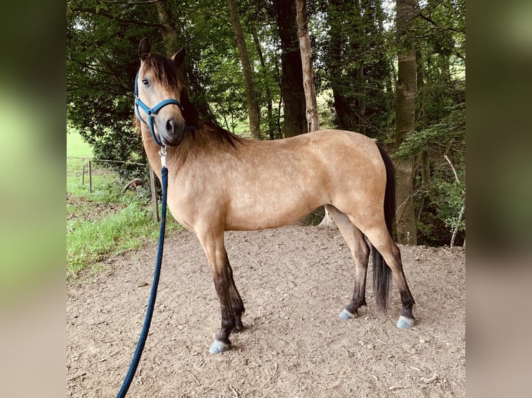Welsh-A Mix Stute 4 Jahre 120 cm Falbe in Umkirch