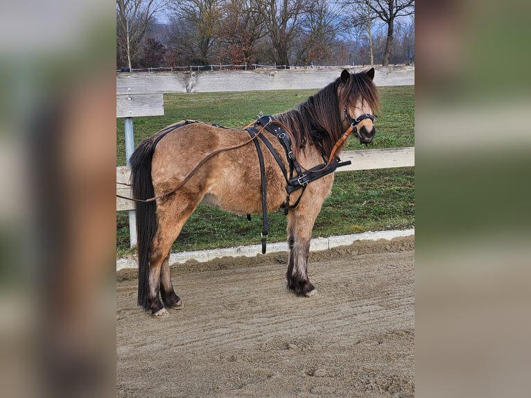 Welsh-A Mix Stute 4 Jahre 120 cm Falbe in Umkirch