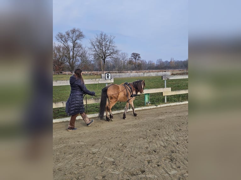 Welsh-A Mix Stute 4 Jahre 120 cm Falbe in Umkirch