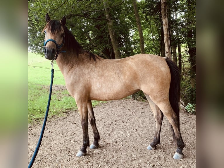 Welsh-A Mix Stute 4 Jahre 120 cm Falbe in Umkirch