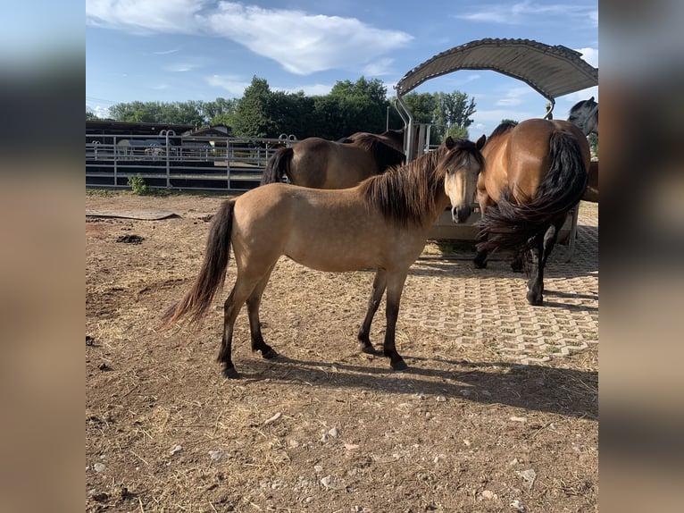 Welsh-A Mix Stute 4 Jahre 120 cm Falbe in Umkirch