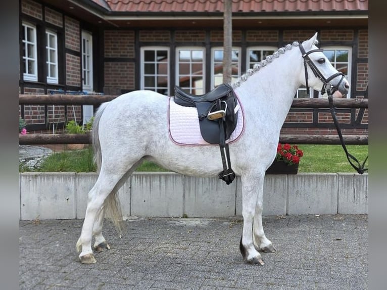 Welsh-A Stute 4 Jahre 121 cm Schimmel in BochumBochum