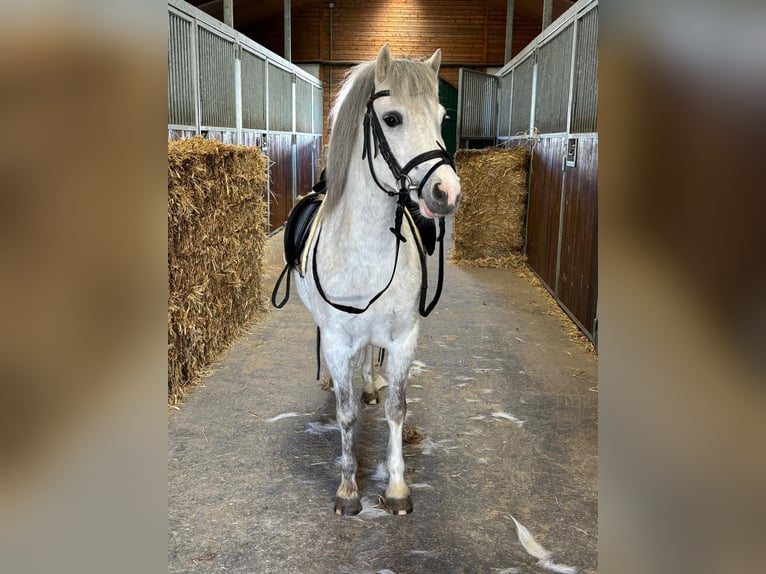 Welsh-A Stute 4 Jahre 121 cm Schimmel in BochumBochum