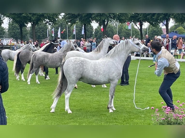 Welsh-A Stute 4 Jahre 121 cm Schimmel in BochumBochum