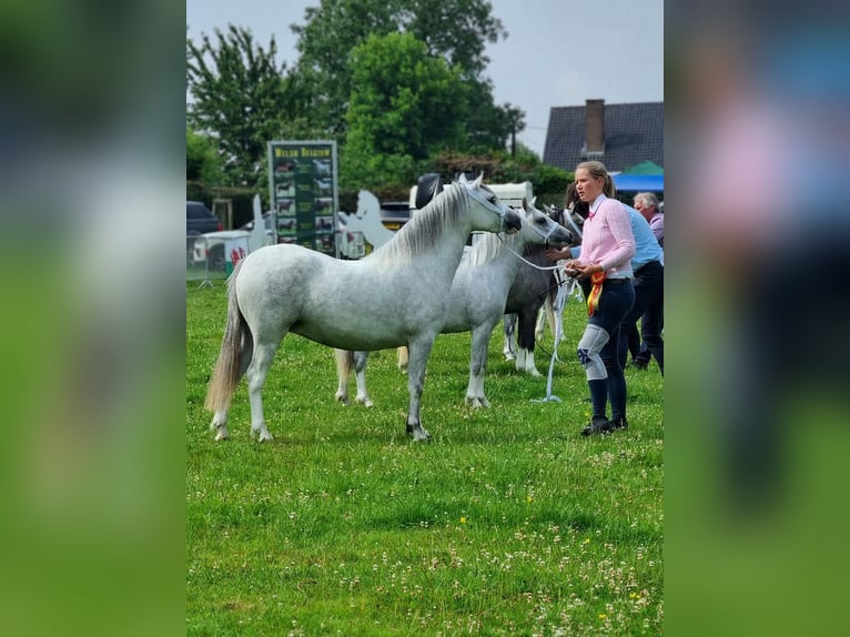 Welsh-A Stute 4 Jahre 121 cm Schimmel in BochumBochum