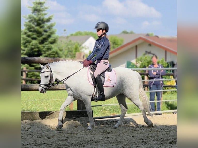 Welsh-A Stute 4 Jahre 121 cm Schimmel in BochumBochum