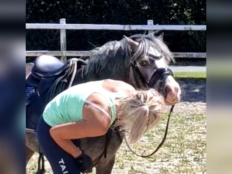 Welsh-A Stute 4 Jahre 122 cm Schimmel in Sendenhorst