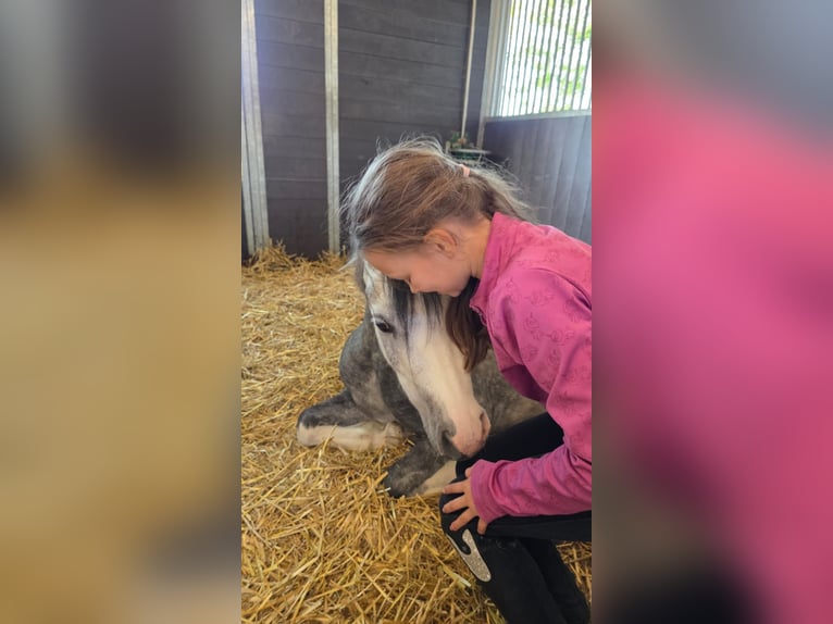 Welsh-A Stute 4 Jahre 123 cm Blauschimmel in Sliedrecht