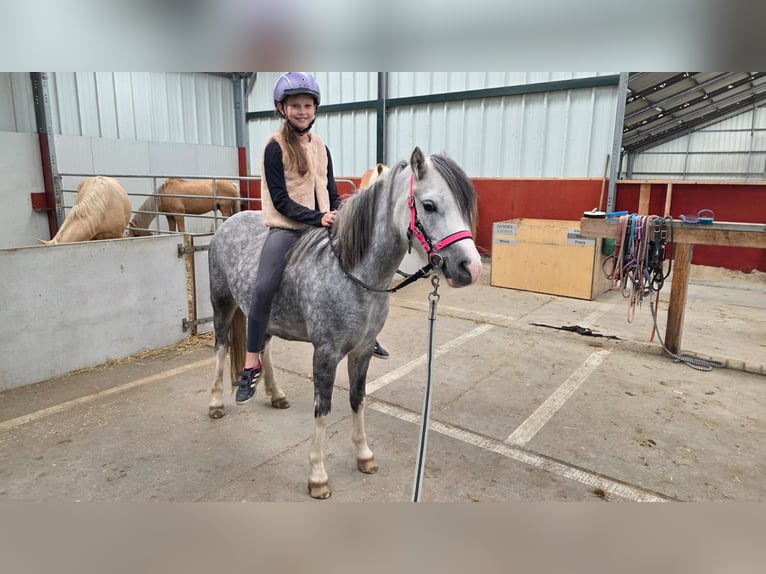 Welsh-A Stute 4 Jahre 123 cm Blauschimmel in Sliedrecht