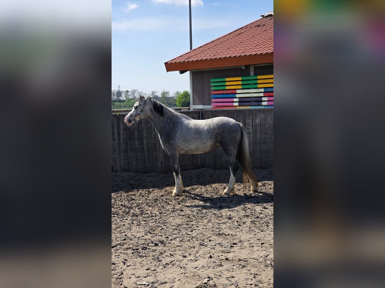 Welsh-A Stute 4 Jahre 123 cm Blauschimmel in Sliedrecht