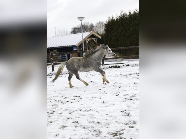 Welsh-A Stute 4 Jahre 123 cm Blauschimmel in Sliedrecht