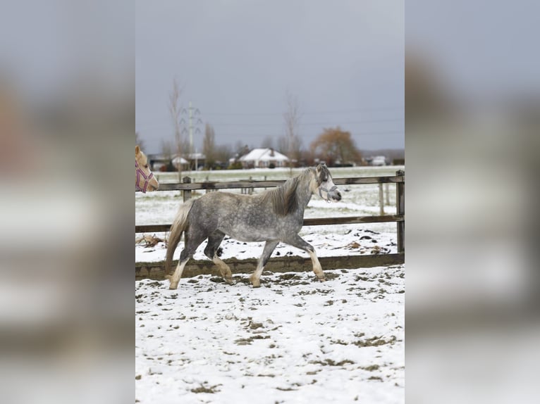Welsh-A Stute 4 Jahre 123 cm Blauschimmel in Sliedrecht