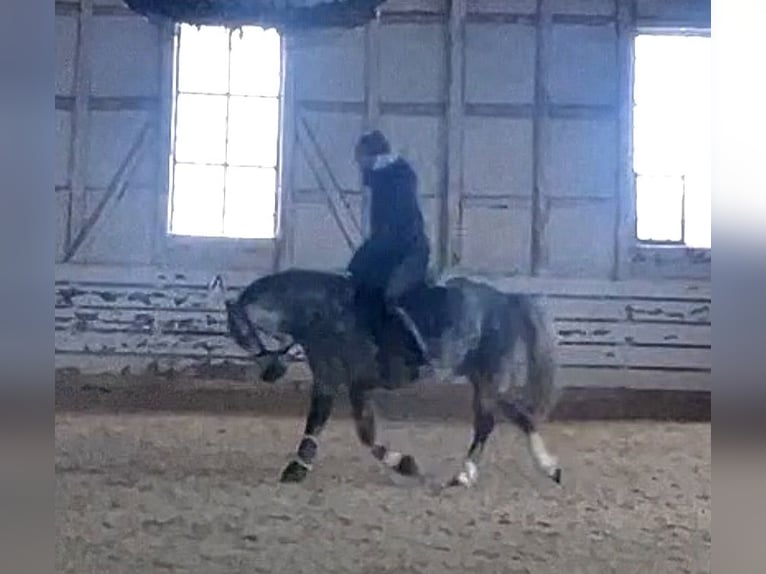 Welsh-A Stute 4 Jahre 123 cm Rappschimmel in Schwalmstadt