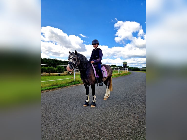 Welsh-A Stute 4 Jahre 123 cm Schimmel in Sendenhorst