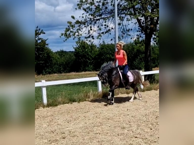 Welsh-A Stute 4 Jahre 123 cm Schimmel in Sendenhorst