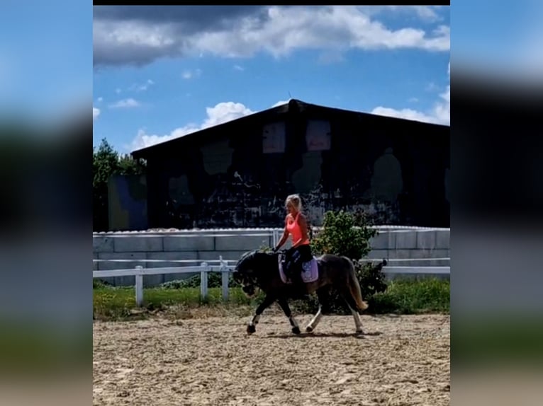 Welsh-A Stute 4 Jahre 123 cm Schimmel in Sendenhorst