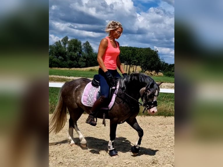 Welsh-A Stute 4 Jahre 123 cm Schimmel in Sendenhorst