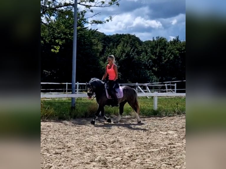 Welsh-A Stute 4 Jahre 123 cm Schimmel in Sendenhorst