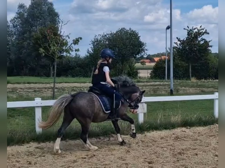 Welsh-A Stute 4 Jahre 123 cm Schimmel in Sendenhorst