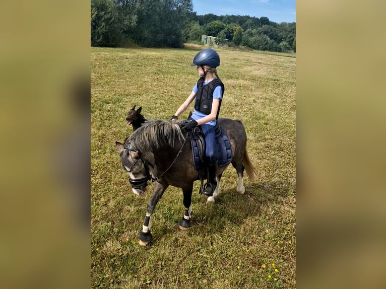 Welsh-A Stute 4 Jahre 123 cm Schimmel in Sendenhorst