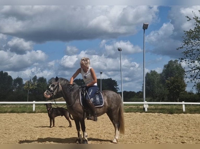 Welsh-A Stute 4 Jahre 123 cm Schimmel in Sendenhorst
