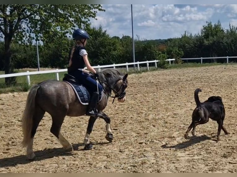 Welsh-A Stute 4 Jahre 123 cm Schimmel in Sendenhorst