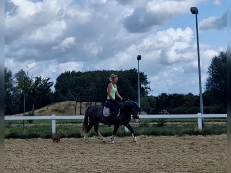 Welsh-A Stute 4 Jahre 123 cm Schimmel in Sendenhorst