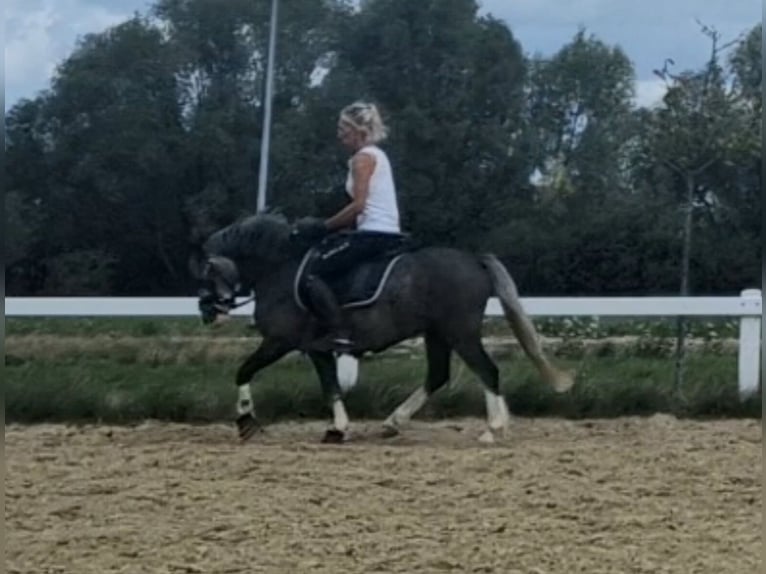 Welsh-A Stute 4 Jahre 123 cm Schimmel in Sendenhorst