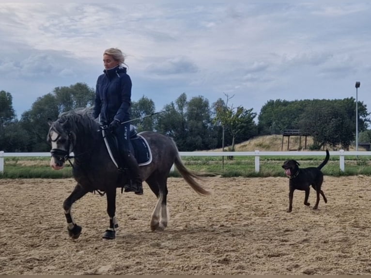 Welsh-A Stute 4 Jahre 123 cm Schimmel in Sendenhorst