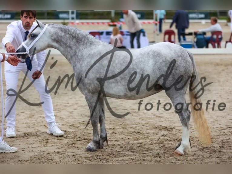 Welsh-A Stute 4 Jahre 125 cm Apfelschimmel in Kerken