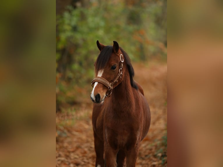 Welsh-A Stute 4 Jahre 125 cm Brauner in Aalten