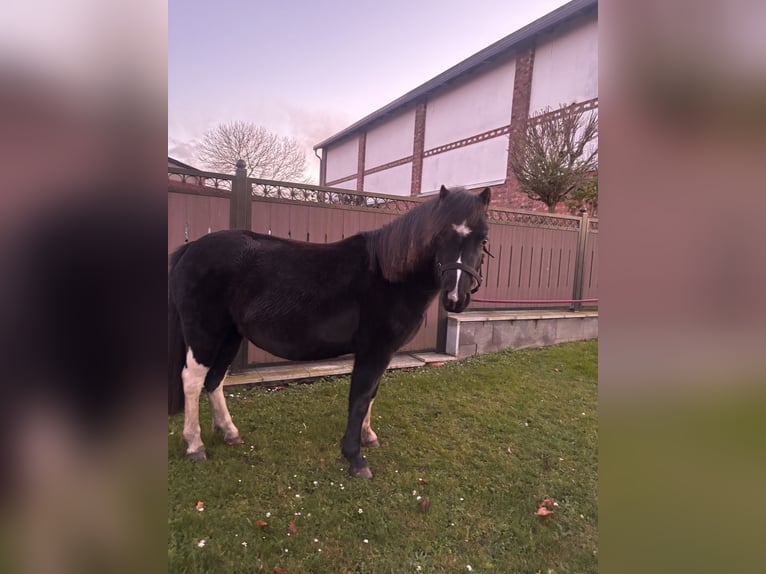 Welsh-A Stute 4 Jahre 125 cm Rappe in Karstädt