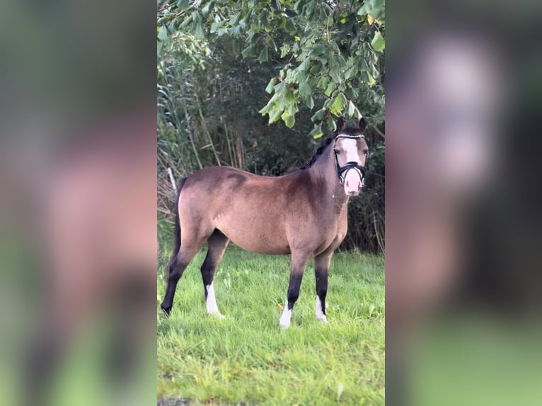 Welsh-A Stute 5 Jahre 113 cm Falbe in Hollandscheveld