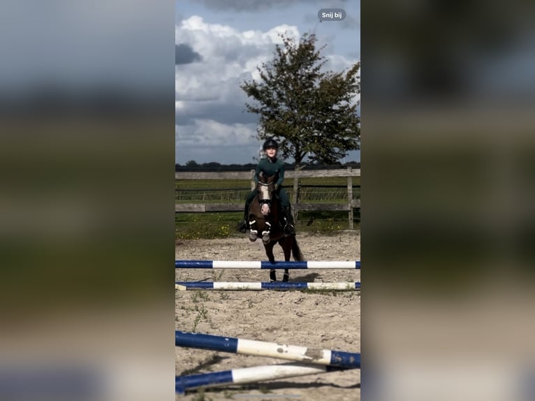 Welsh-A Stute 5 Jahre 113 cm Falbe in Hollandscheveld