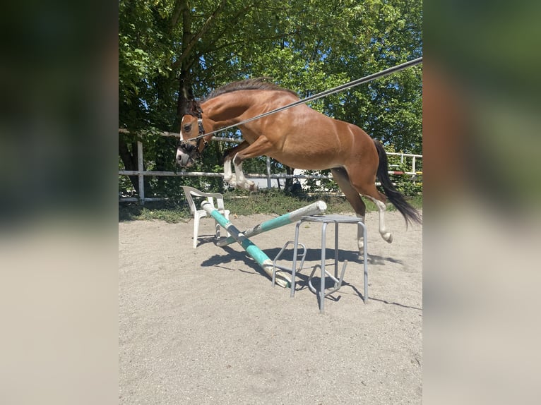 Welsh-A Stute 5 Jahre 114 cm Brauner in Gelsenkirchen