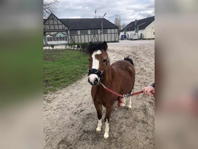 Welsh-A Stute 5 Jahre 114 cm Brauner in Gelsenkirchen