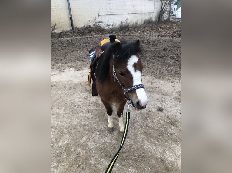 Welsh-A Stute 5 Jahre 114 cm Brauner in Gelsenkirchen