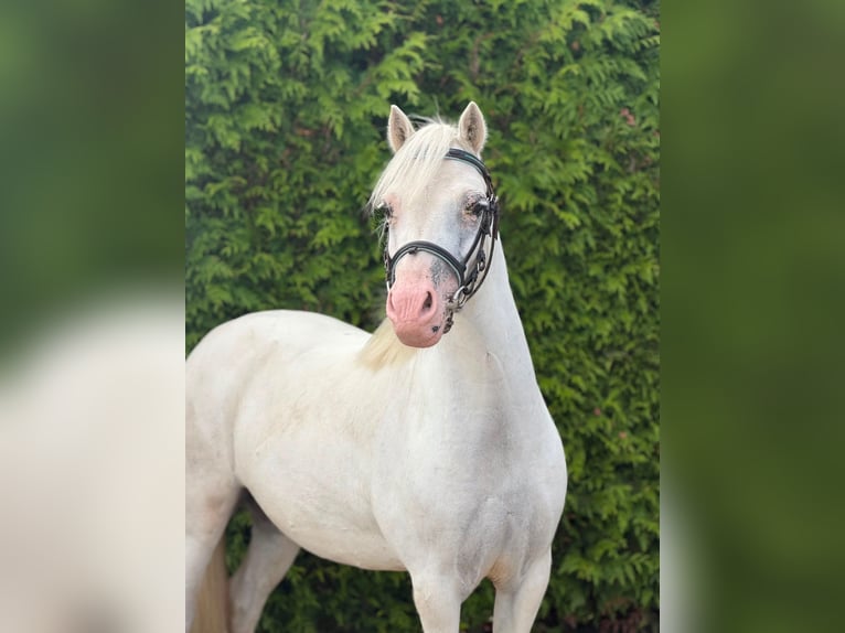 Welsh-A Stute 5 Jahre 116 cm Apfelschimmel in Putten