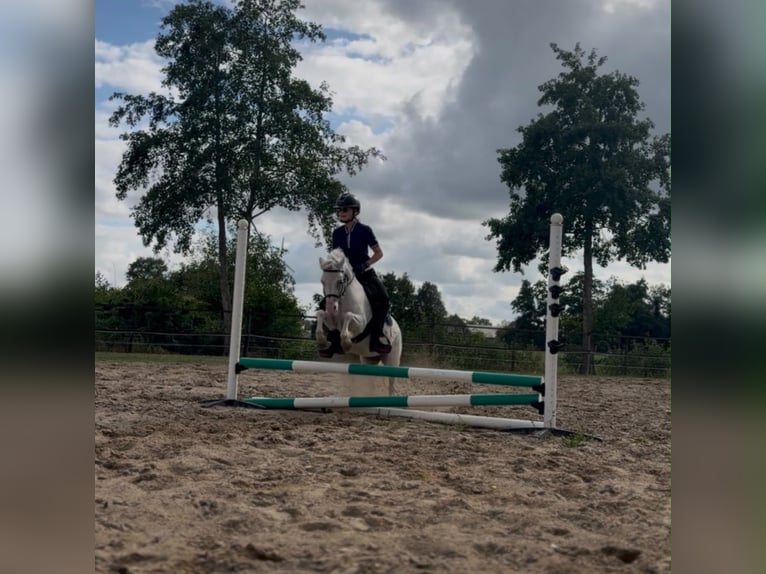 Welsh-A Stute 5 Jahre 116 cm Apfelschimmel in Putten