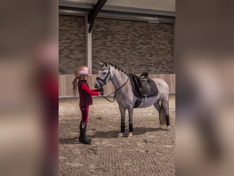 Welsh-A Stute 5 Jahre 116 cm Schimmel in Nieuwe Niedorp