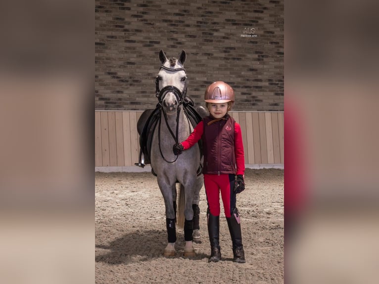 Welsh-A Stute 5 Jahre 116 cm Schimmel in Nieuwe Niedorp