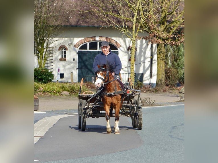 Welsh-A Stute 5 Jahre 117 cm Brauner in Halle