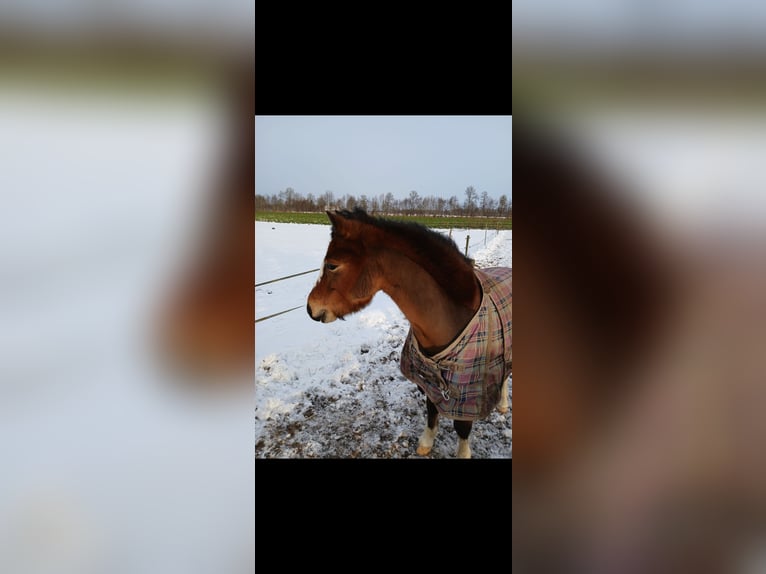 Welsh-A Stute 5 Jahre 117 cm Brauner in Ruurlo