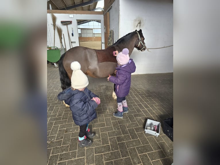 Welsh-A Stute 5 Jahre 120 cm Dunkelbrauner in Wurster Nordseeküste