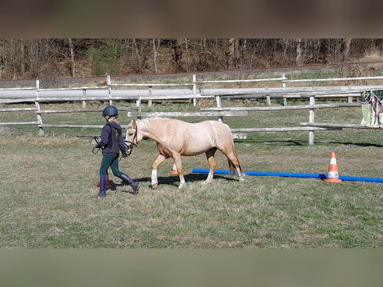 Welsh-A Stute 5 Jahre 120 cm Palomino in Gudendorf