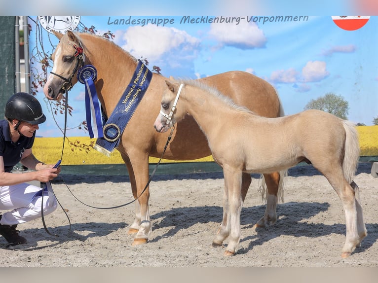 Welsh-A Stute 5 Jahre 120 cm Palomino in Gudendorf