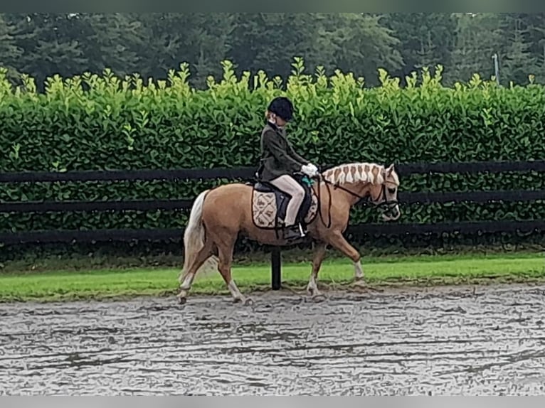 Welsh-A Stute 5 Jahre 120 cm Palomino in Gudendorf