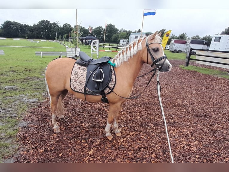 Welsh-A Stute 5 Jahre 120 cm Palomino in Gudendorf
