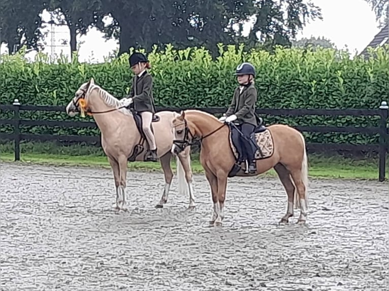Welsh-A Stute 5 Jahre 120 cm Palomino in Gudendorf